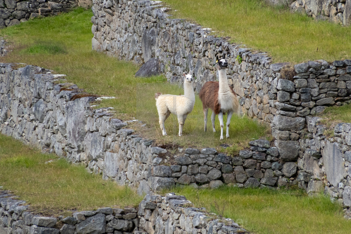 "Peru, Machu Picchu" stock image