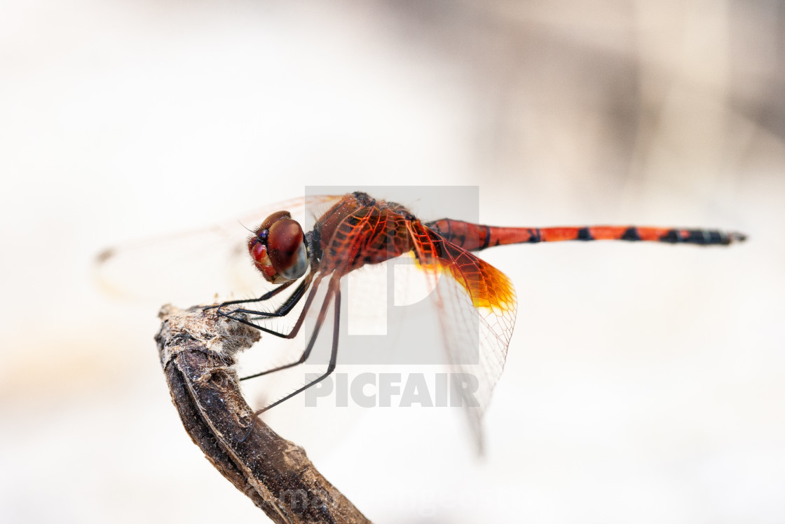 "Botswana, dragonfly in Okavango" stock image