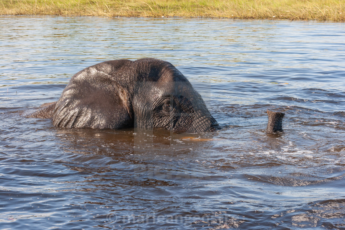 "Botswana, baby elephant in bath" stock image