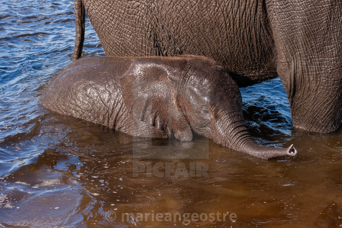 "Botswana, female and cub" stock image