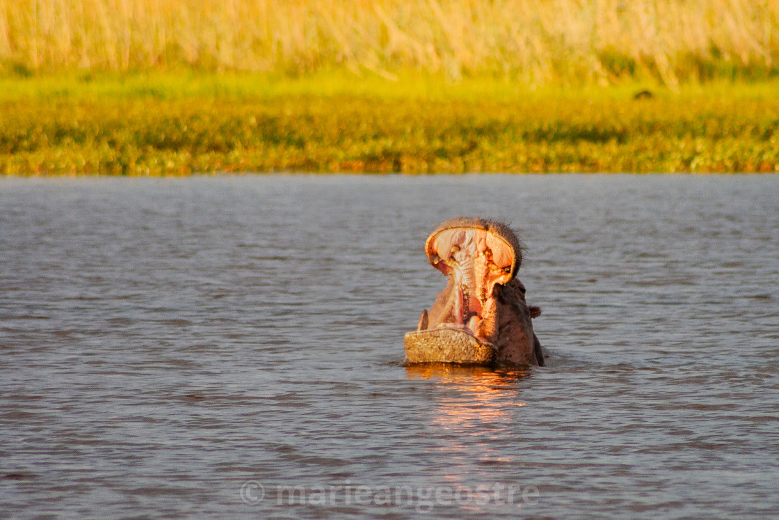 "Botswana, hippo" stock image