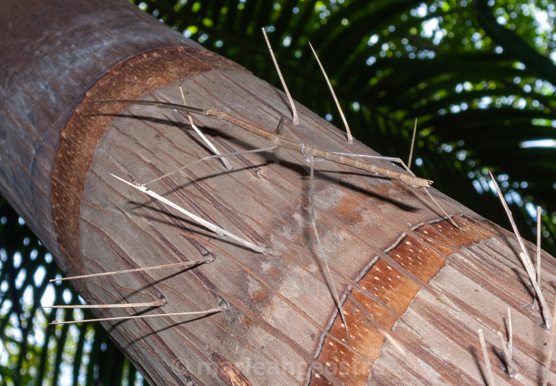 "Seychelles, phasme" stock image