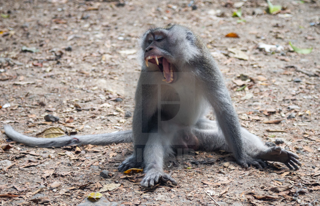 "Indonesia, macaque monkey" stock image