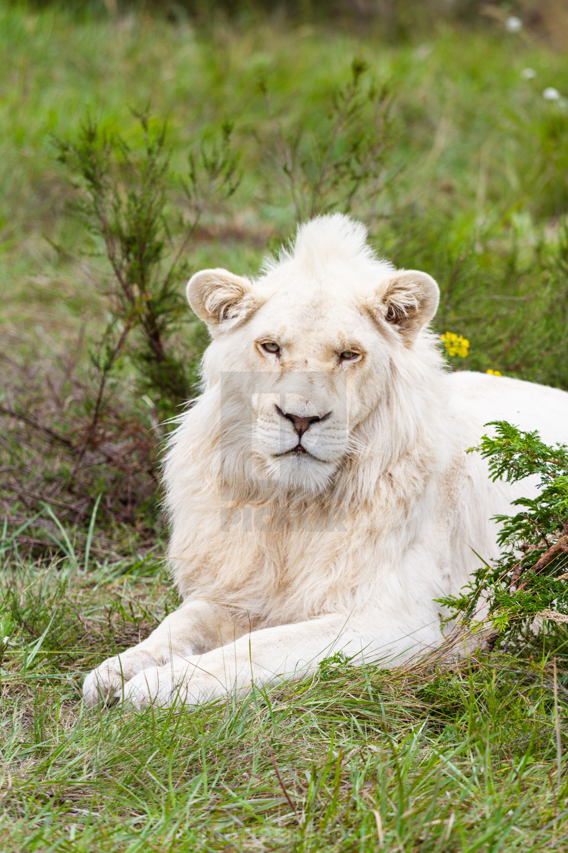 "South Africa, white lion" stock image