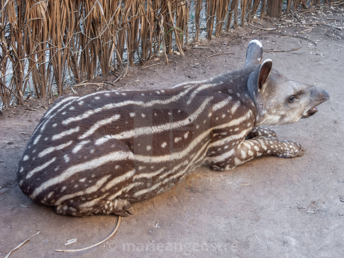 "Brazil, baby tapir in care center" stock image