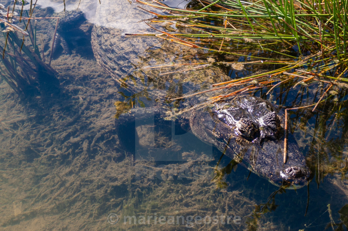 "Brazil, crocodile in shallow water" stock image