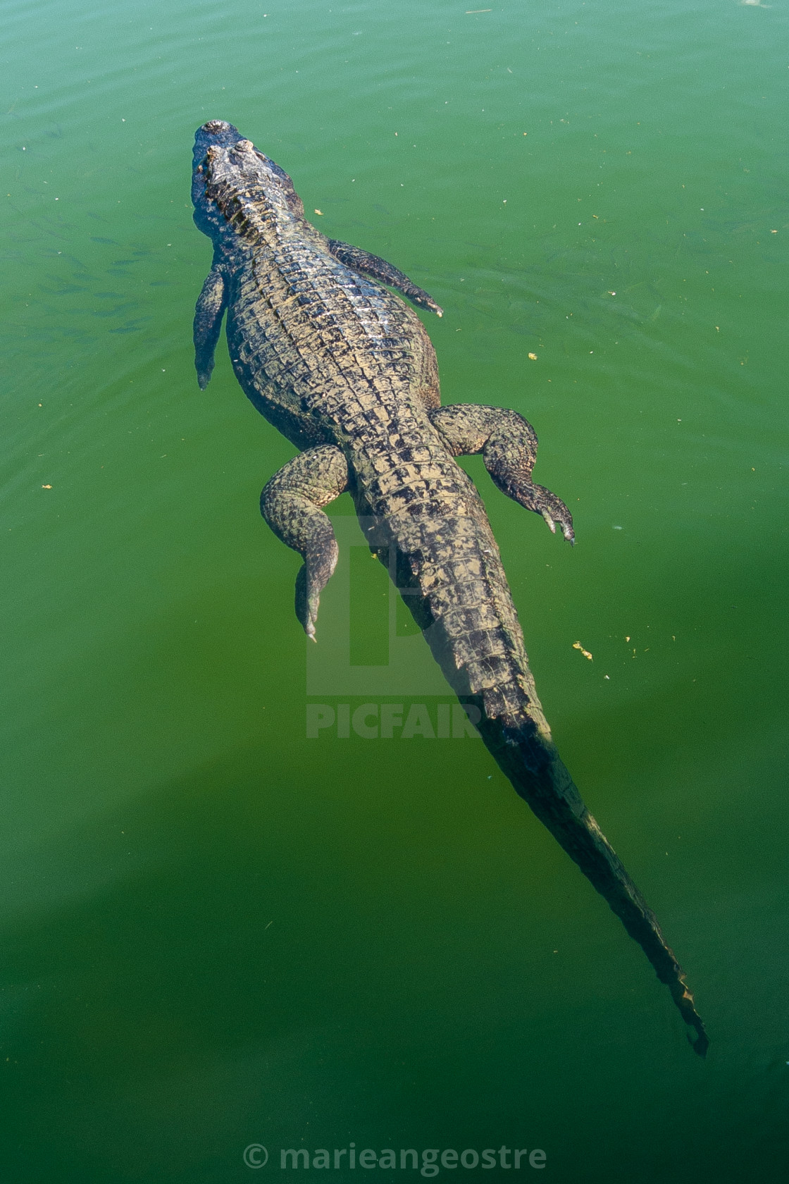 "Brazil, crocodile swimming" stock image