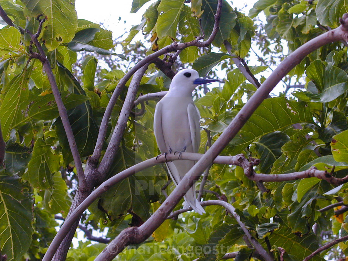 "Seychelles, white stern" stock image