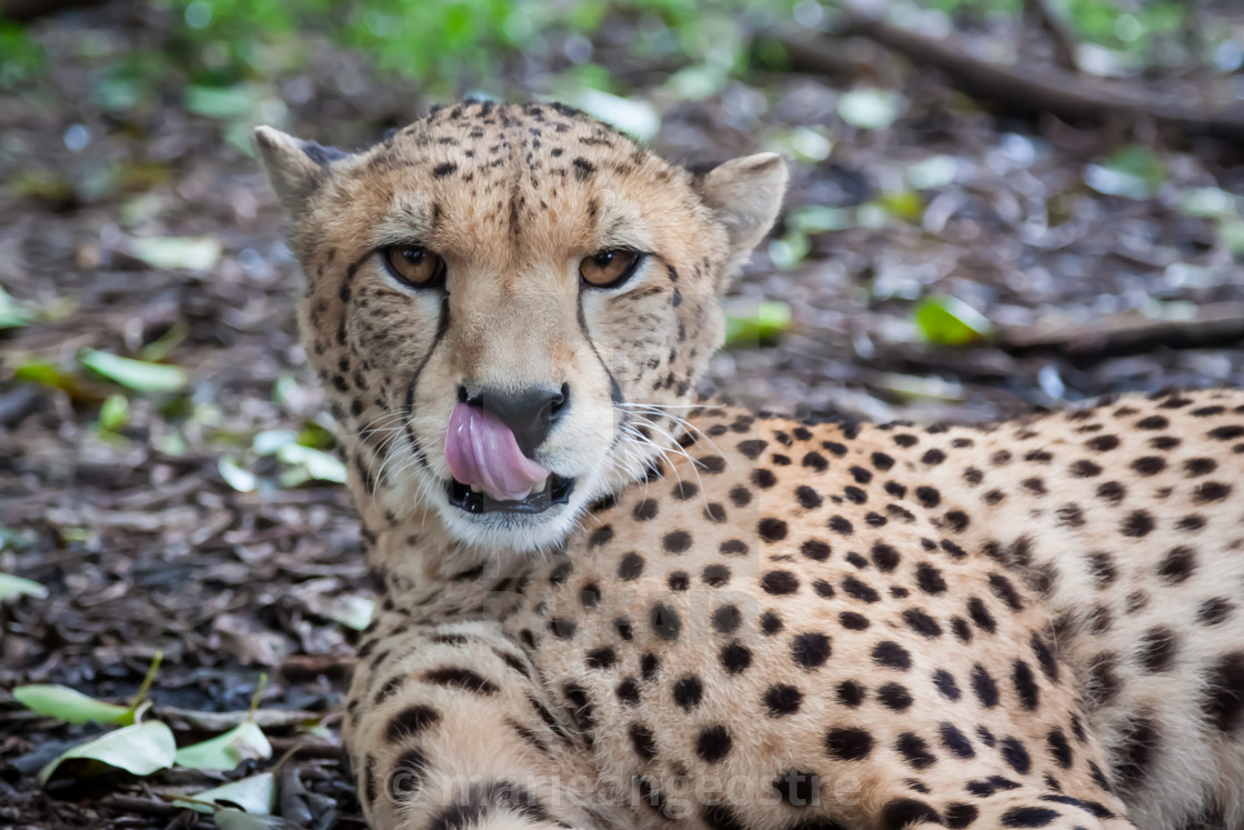 "South Africa, cheetah" stock image