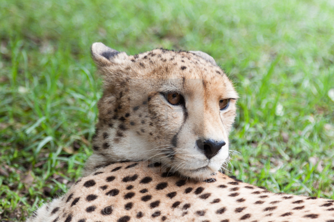 "South Africa, cheetah" stock image