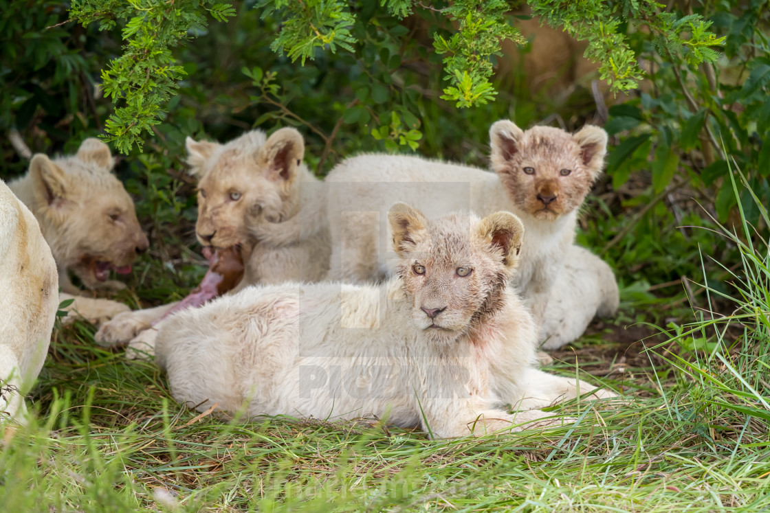 "South Africa, white lions cubs" stock image