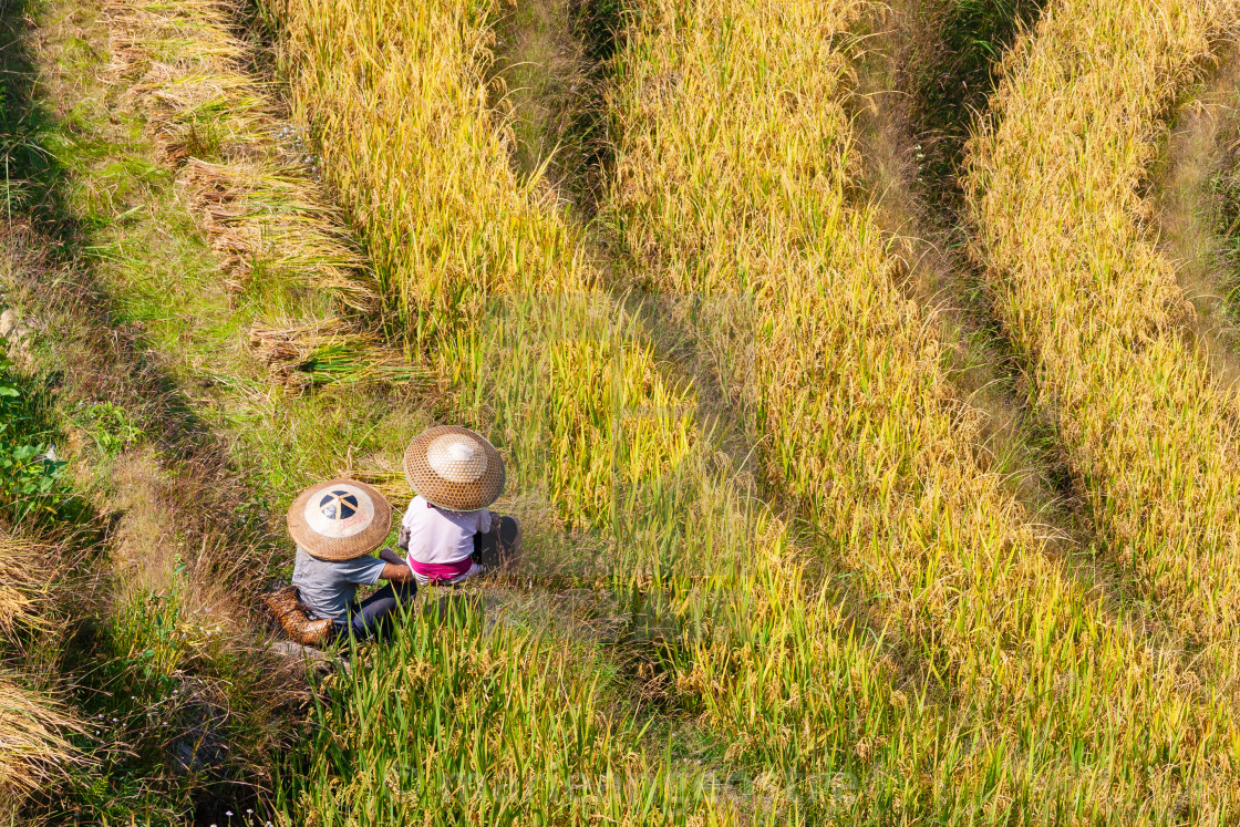 "China, Yao people in the rice field" by - $8.89 "China, Yao people in the rice field" stock image