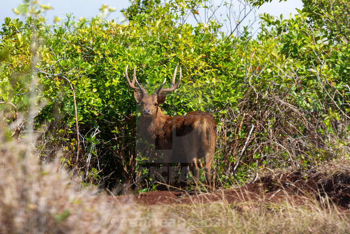 "Mauritius island, deer in the wild" by - $8.81 "Mauritius island, deer in the wild" stock image