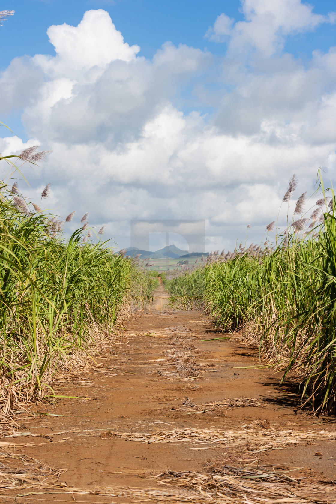 "Mauritius island, sugar cane field" by - $8.78 "Mauritius island, sugar cane field" stock image