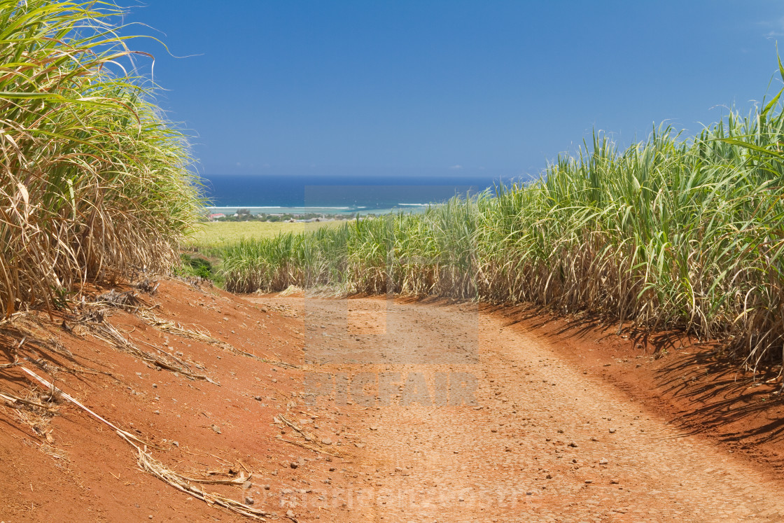 "Mauritius island, sugar cane field" by - $8.89 "Mauritius island, sugar cane field" stock image