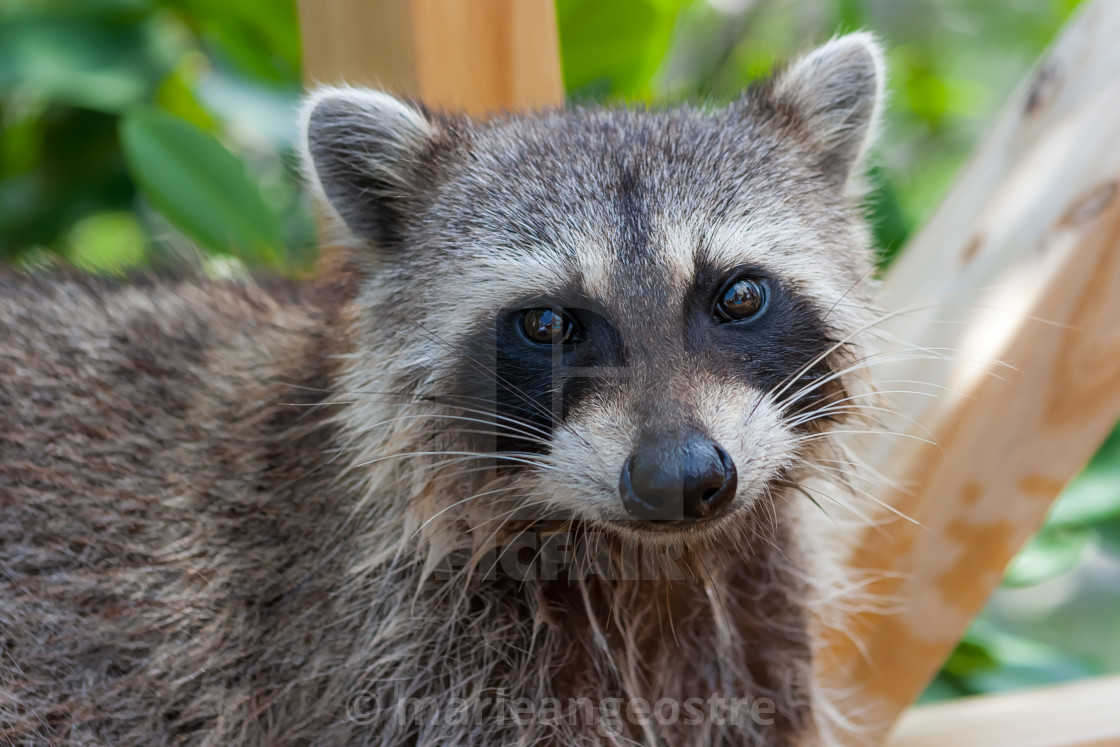 "Bahamas, raccoon in the wild in Grand Bahama island" stock image