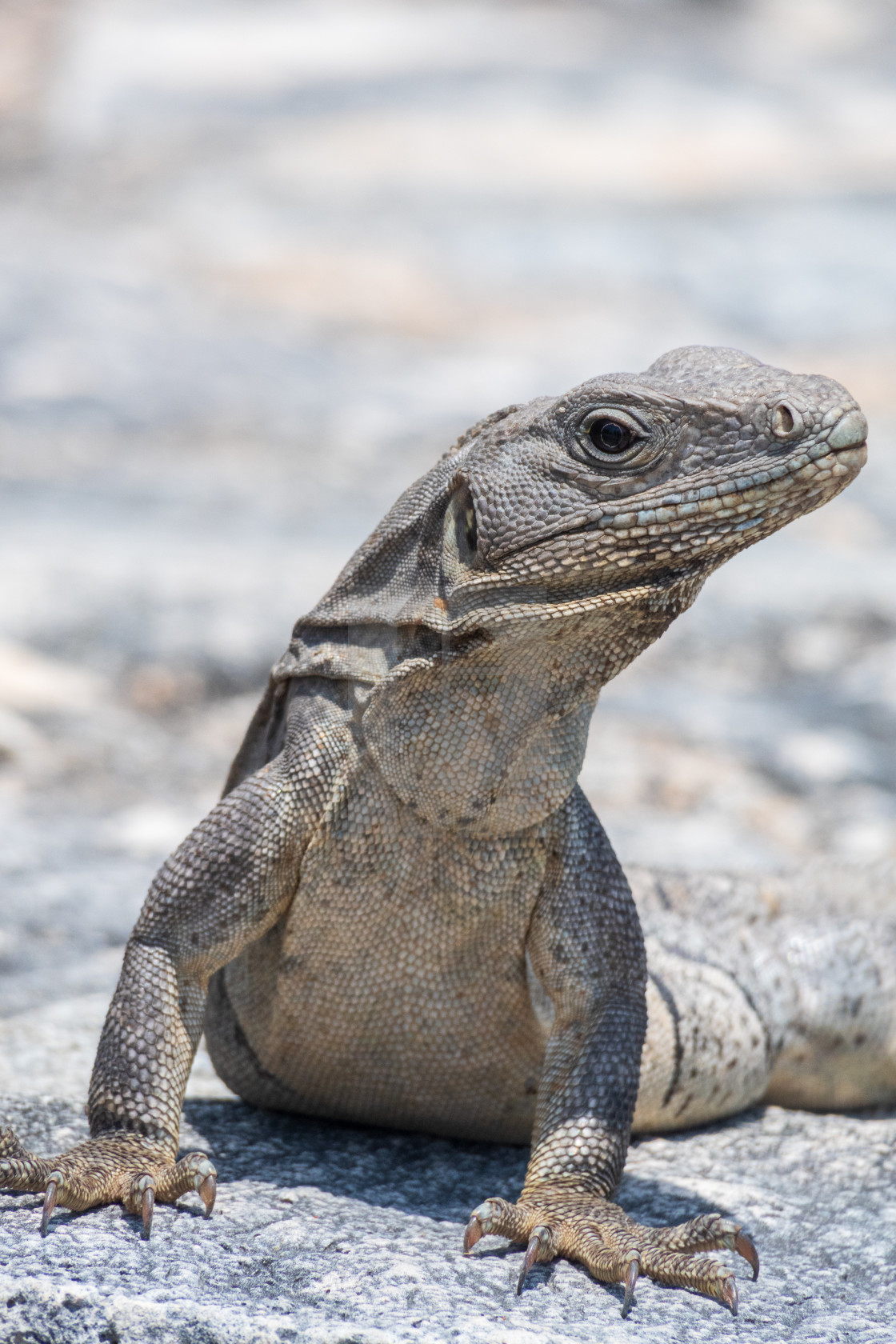 "Mexico, black spiny tailed iguana (Ctenosaura similis) at Tulum" stock image