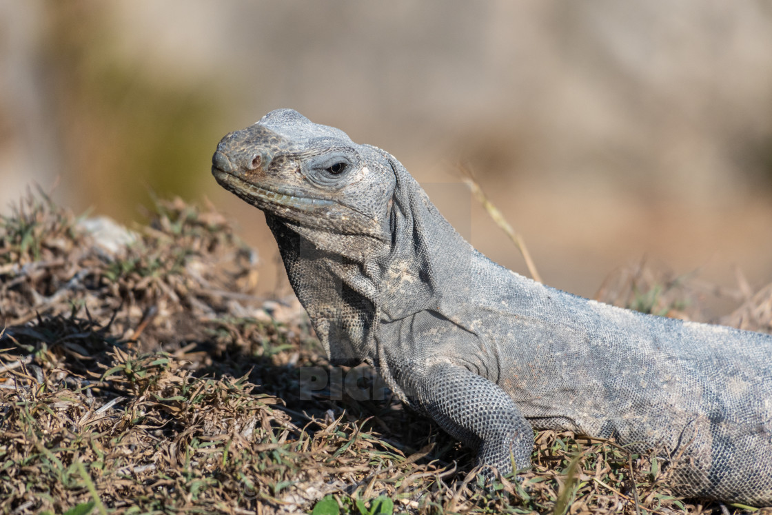 "Mexico, iguana photographed at Chichén Itzá, Yucatán" stock image