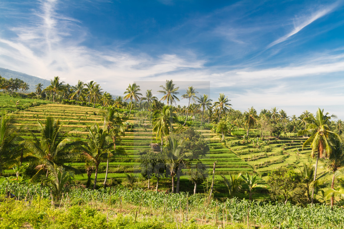 "Indonesia, terraced rice fields around Tetebatu, Lombok island" stock image