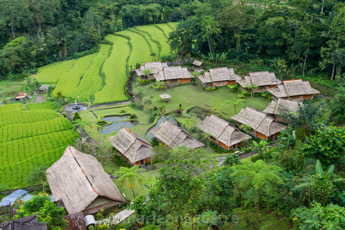 "Bali, rice fields, Indonesia" stock image