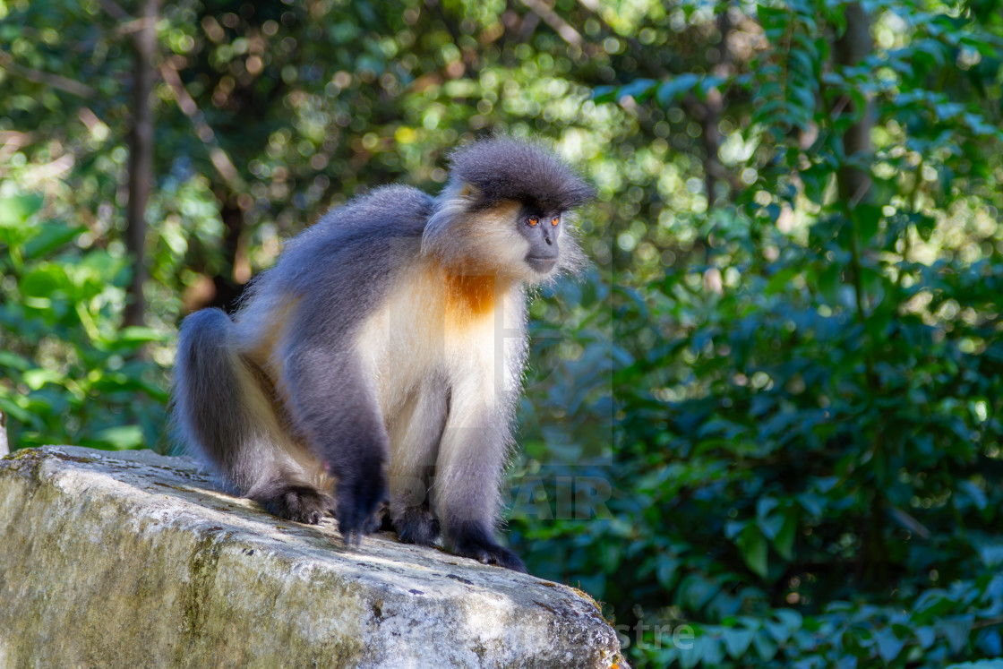 "Bhutan, Trachypithecus geei monkey (golden langur)" stock image