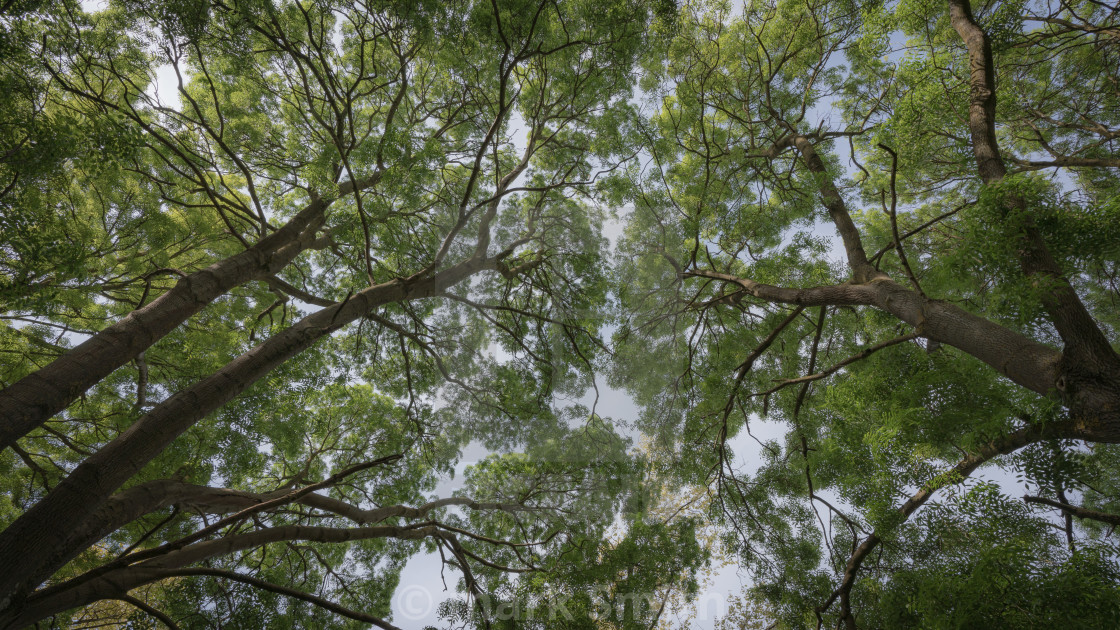 "Looking Up" stock image