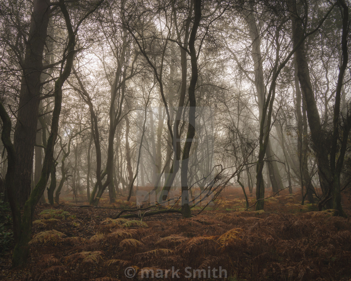 "misty autumn woodland" stock image