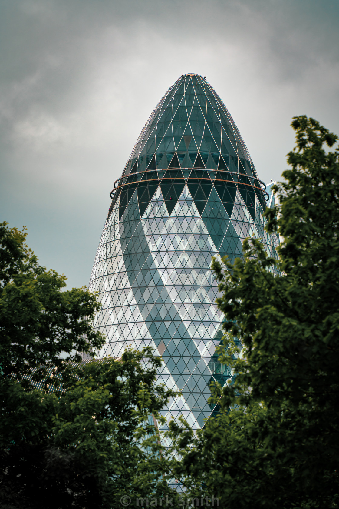 "gherkin plant" stock image