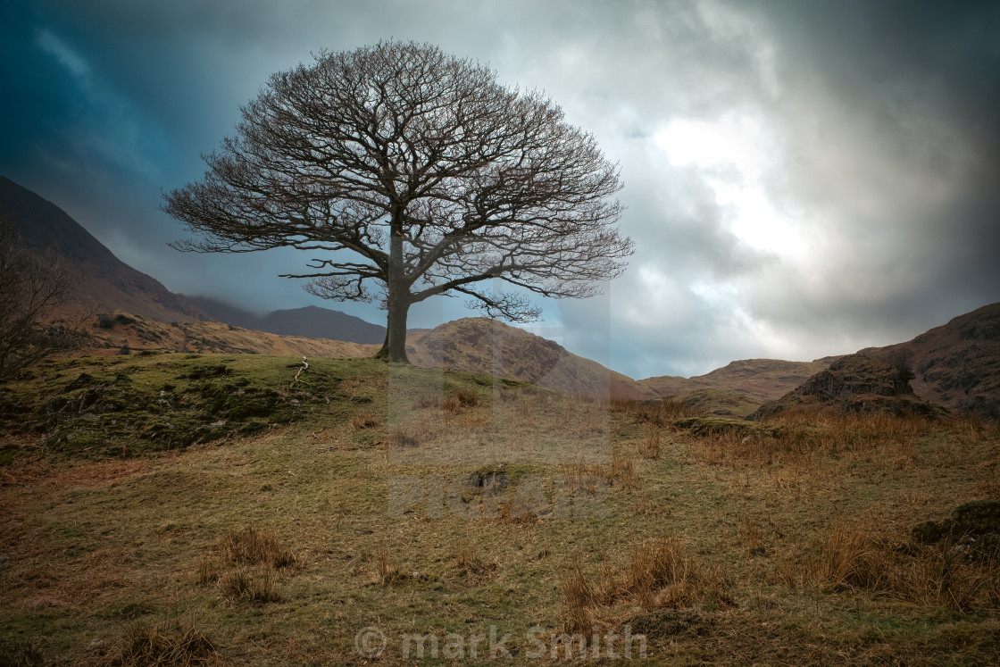 "bare tree in lakeland" stock image