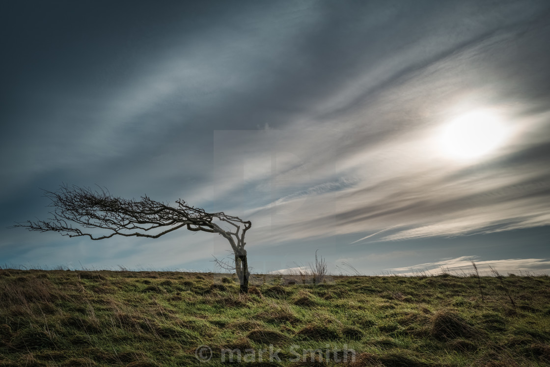 "windswept tree, beachy head" stock image