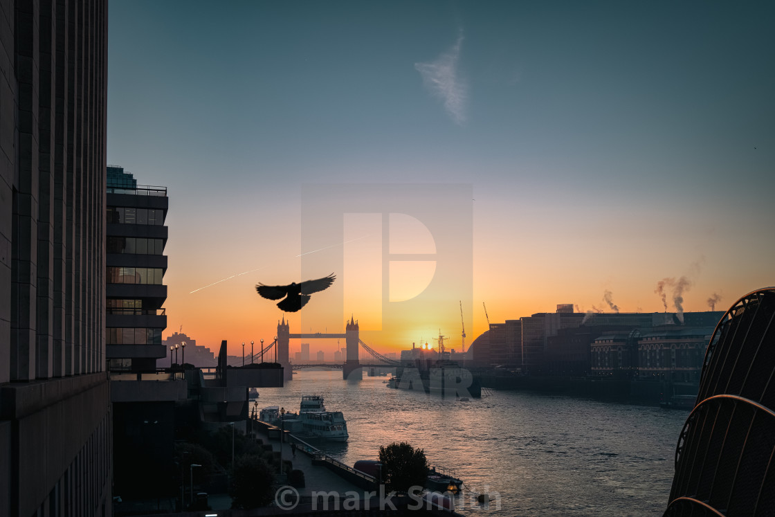 "morning flight" stock image