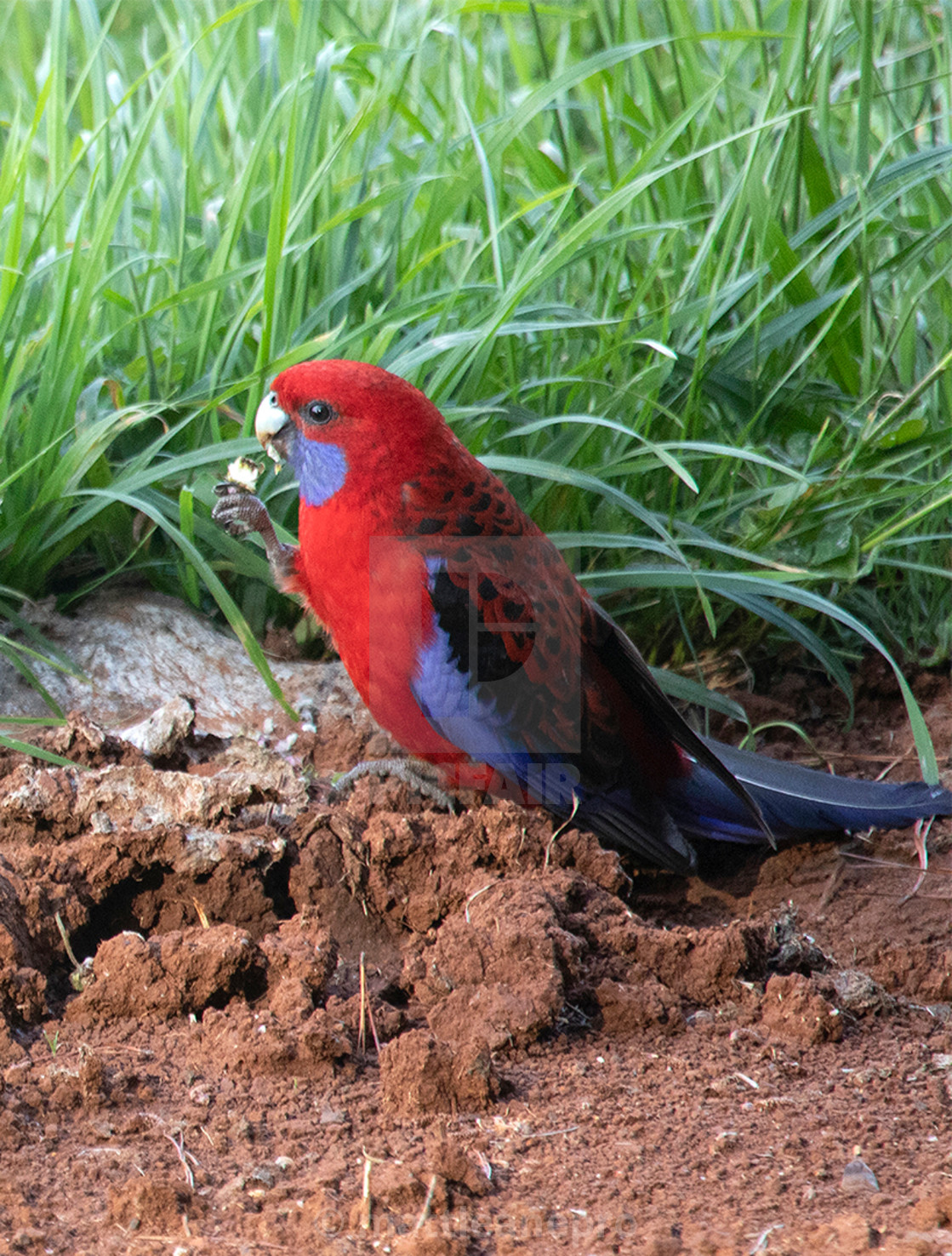 "Rosella parrot bird species" stock image