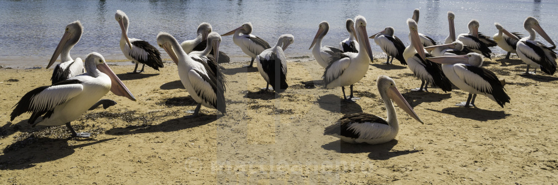 "Pelicans at Phillip Island" stock image