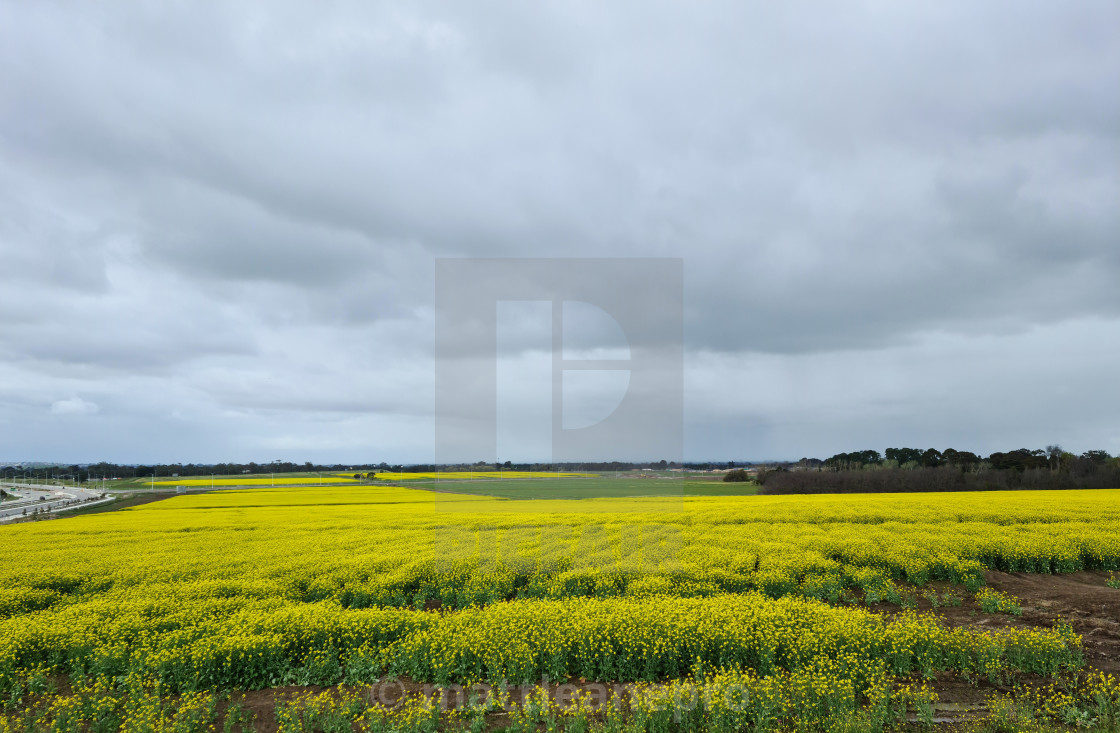 "Canola sunflower field with rain weather clouds" stock image