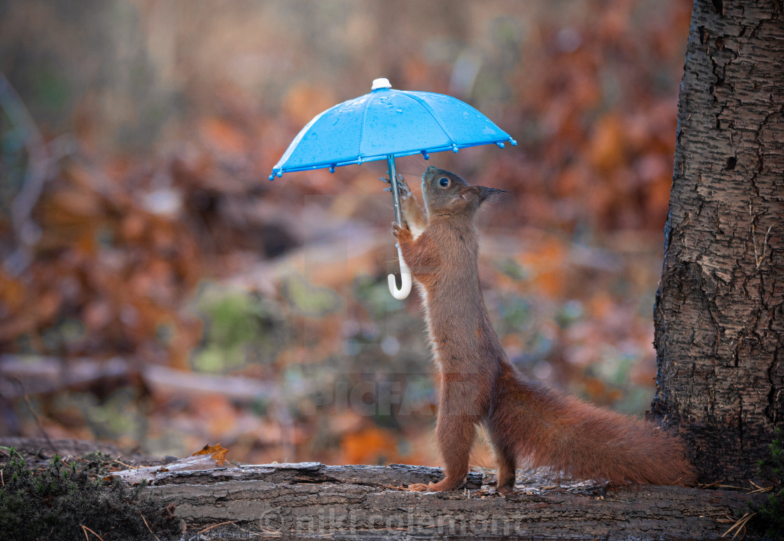 "Under My Umbrella" stock image