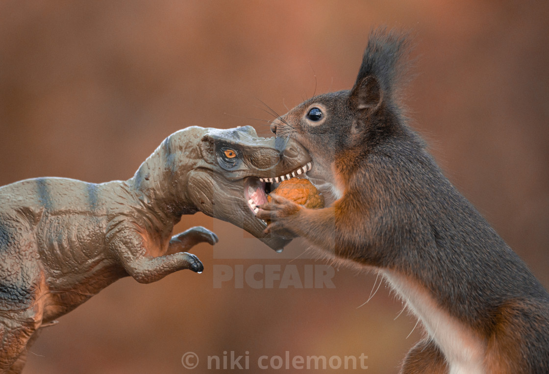 "Dinosaur VS Red Squirrel round 2" stock image