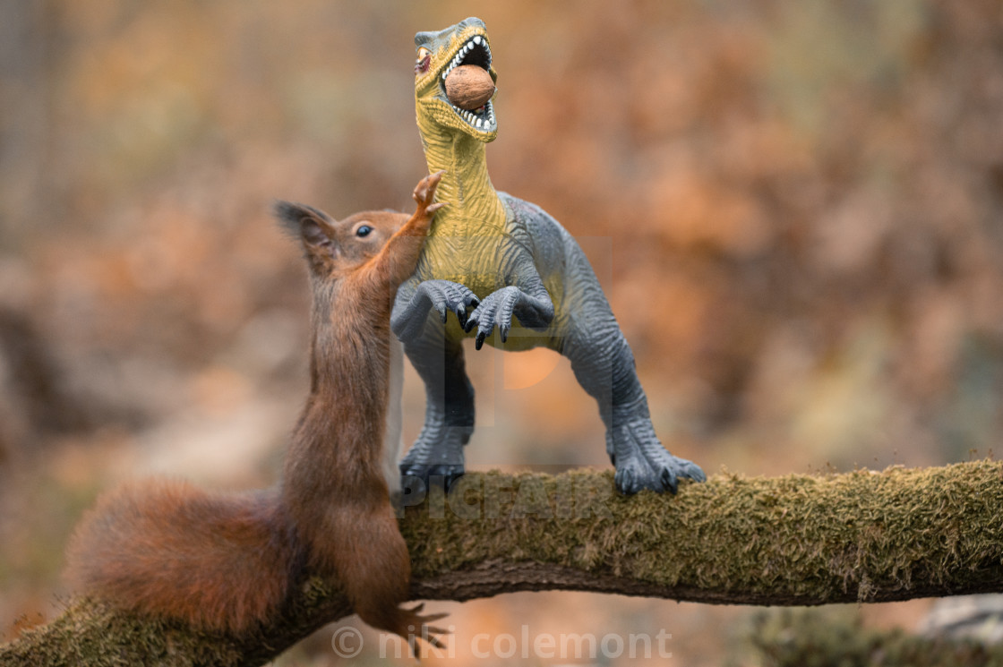 "Dinosaur VS Red Squirrel Round 5" stock image