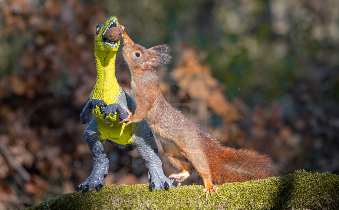 "Dinosaur VS Red Squirrel Round 9" stock image