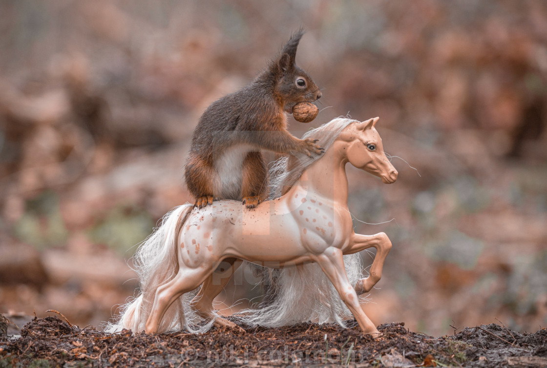 "Squirrel Rider 2" stock image