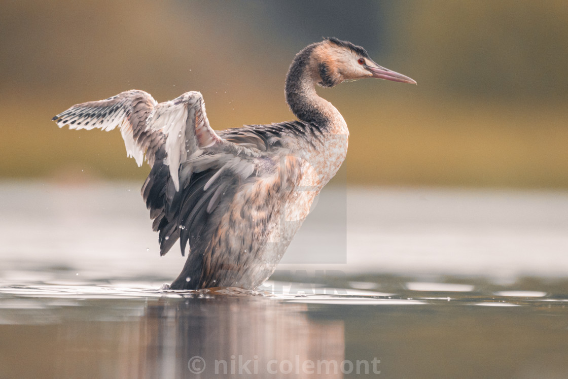 "Great Crested Grebe" by niki colemont - $36.29 "Great Crested Grebe" stock image