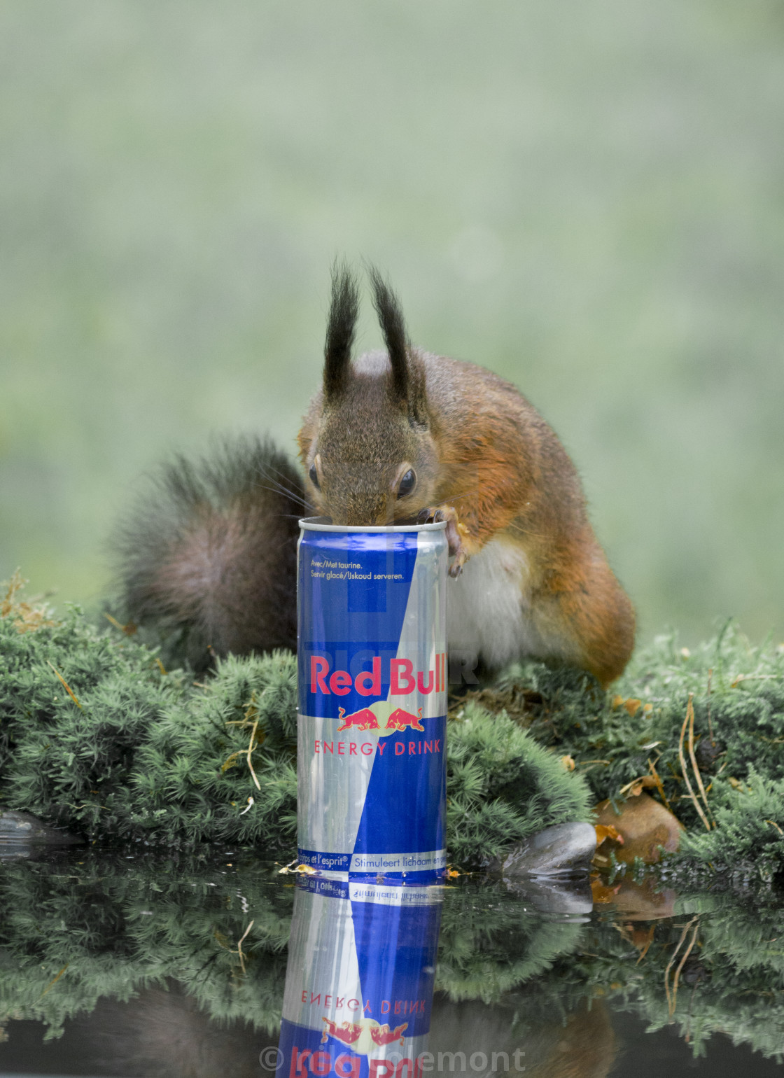 "Red bull" stock image