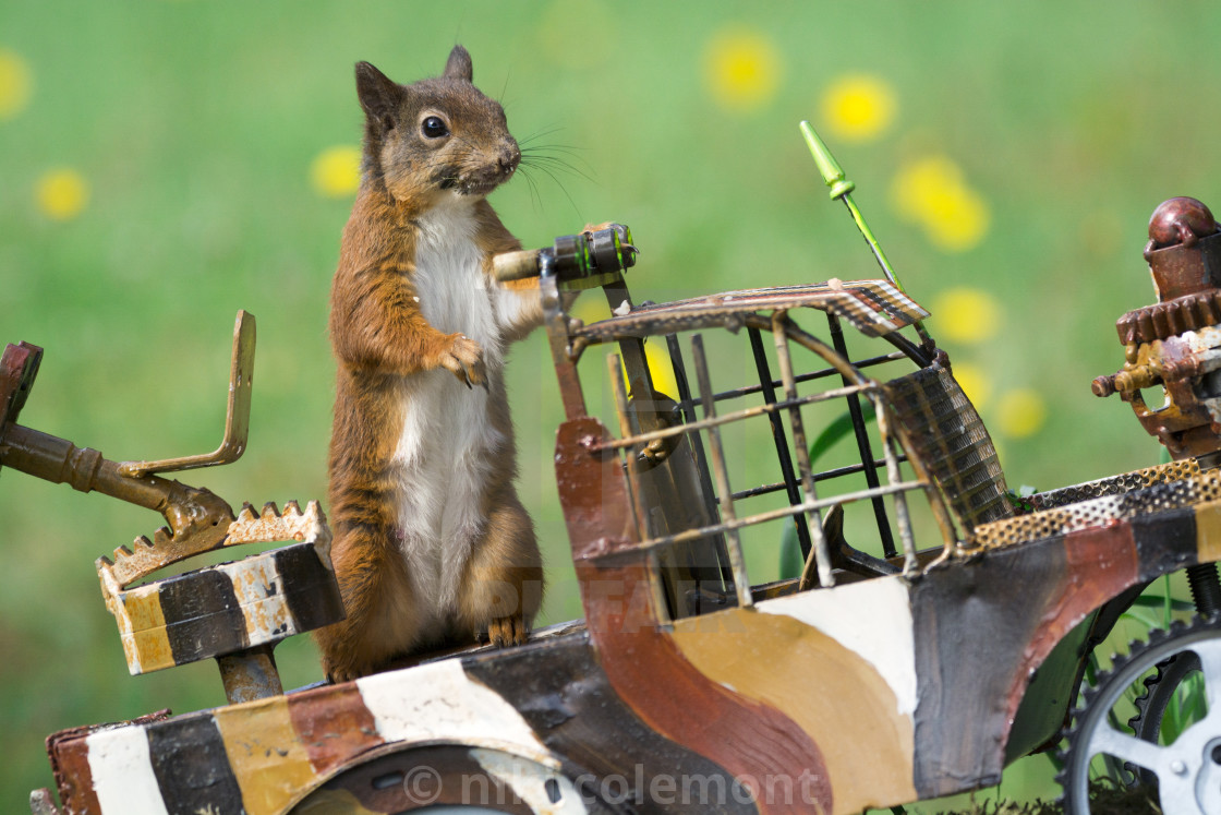 "Army squirrel" stock image