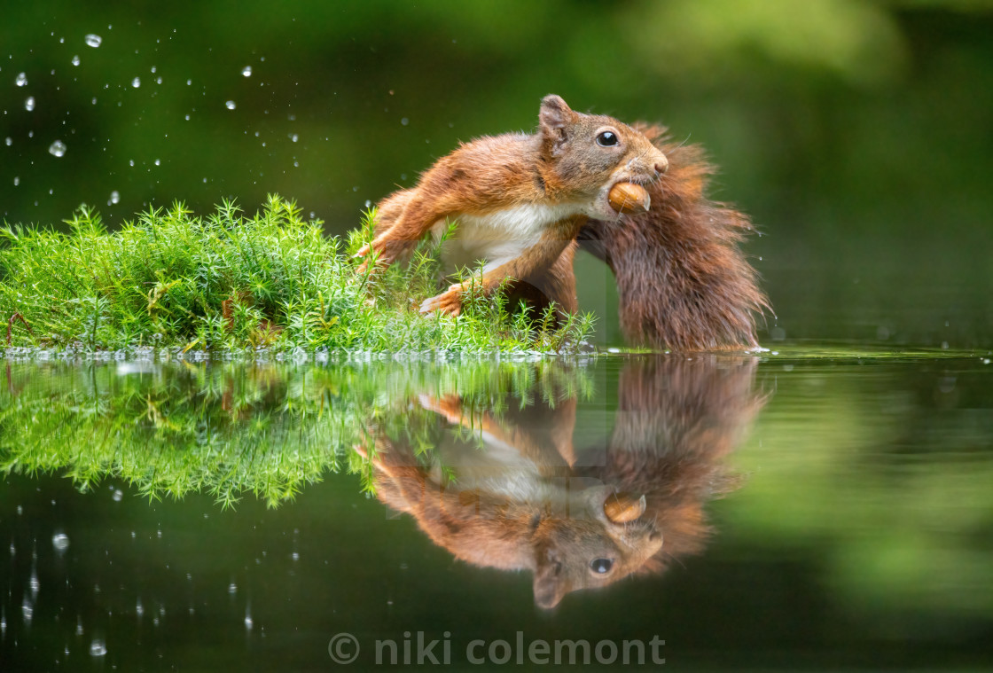 "Circle reflection" stock image