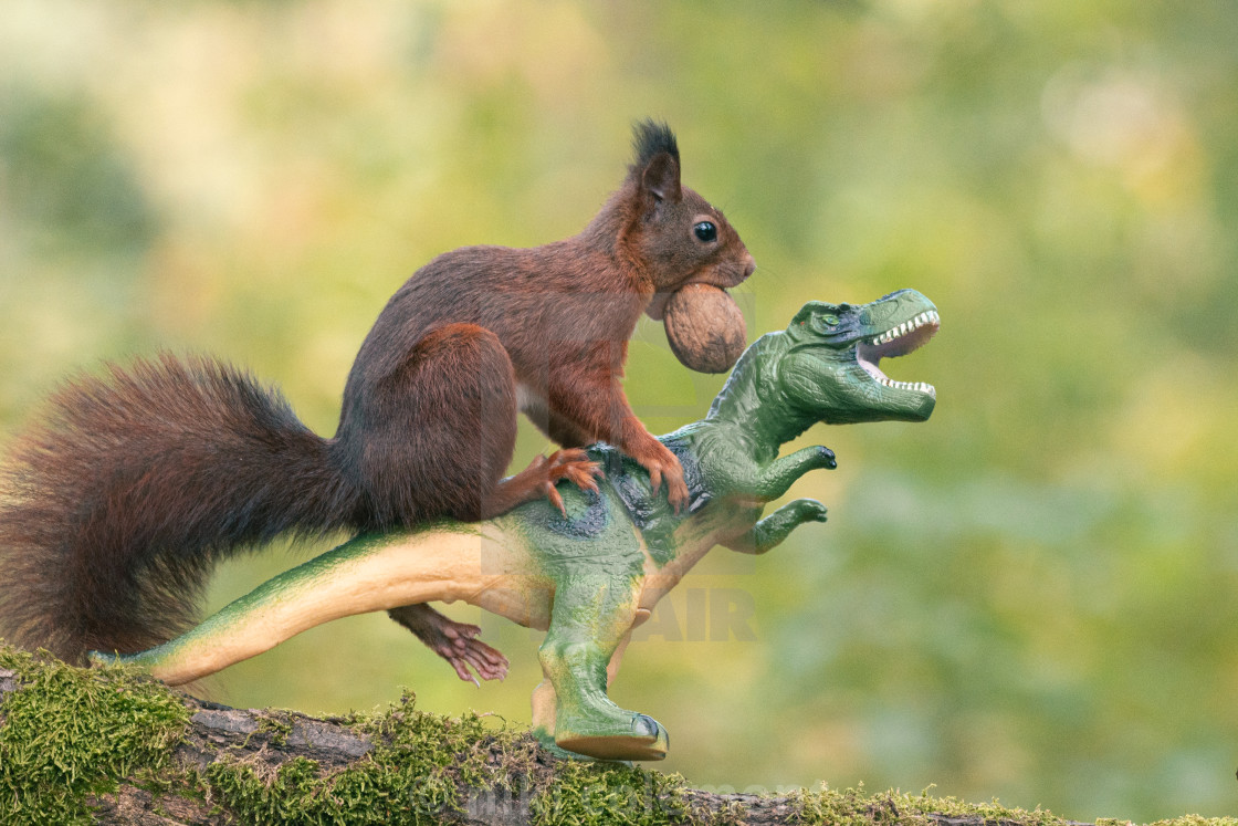 "Dino rodeo" stock image