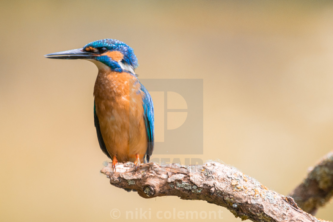 "The kingfisher" stock image