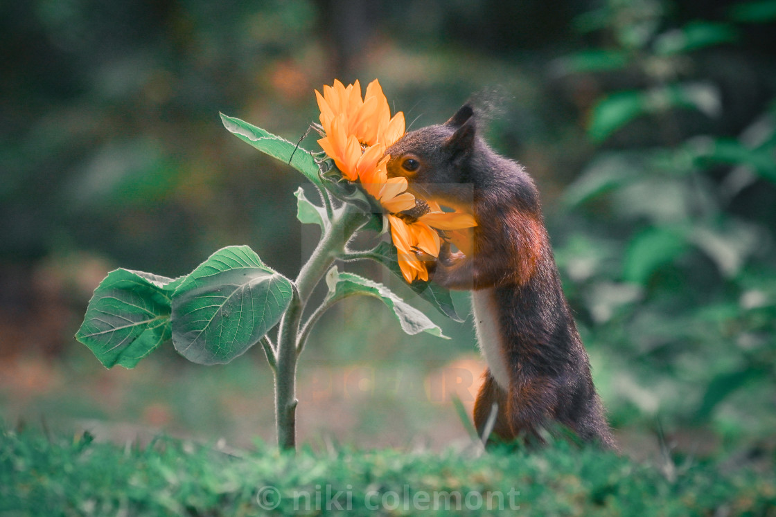 "Sunflower love" stock image