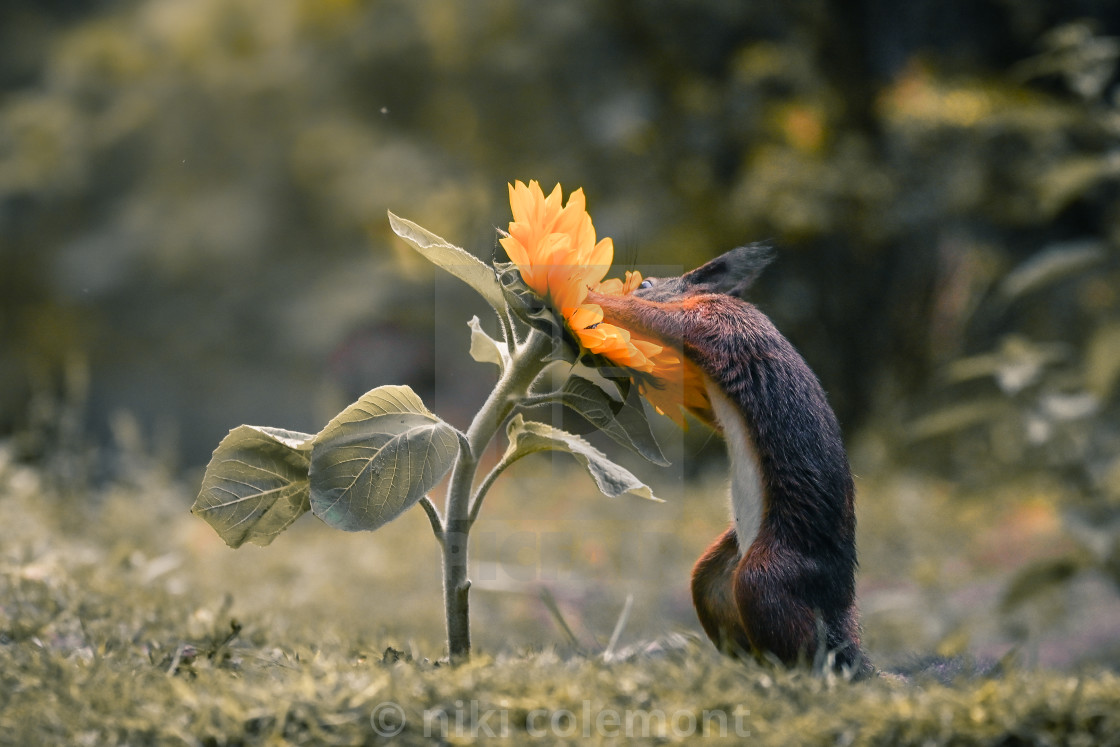 "Sunflower Search" stock image