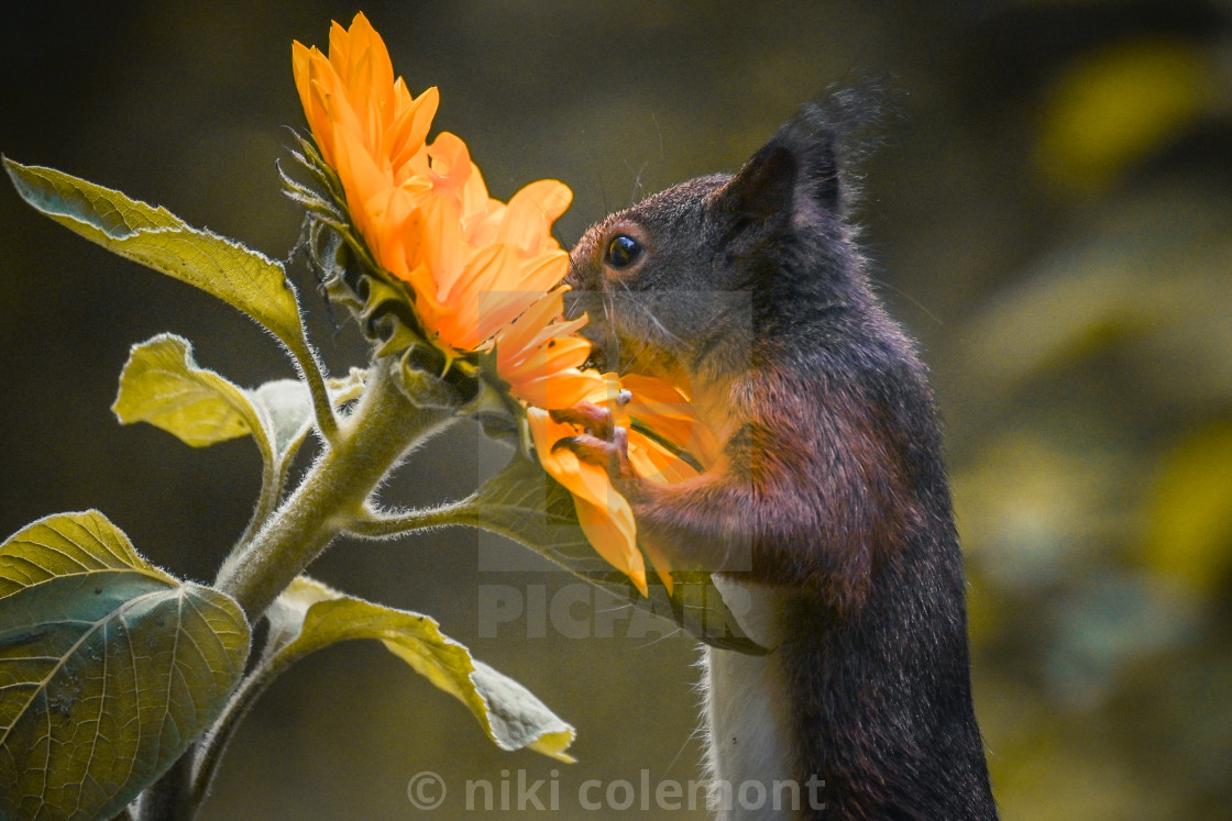 "Sunflower Connection" stock image