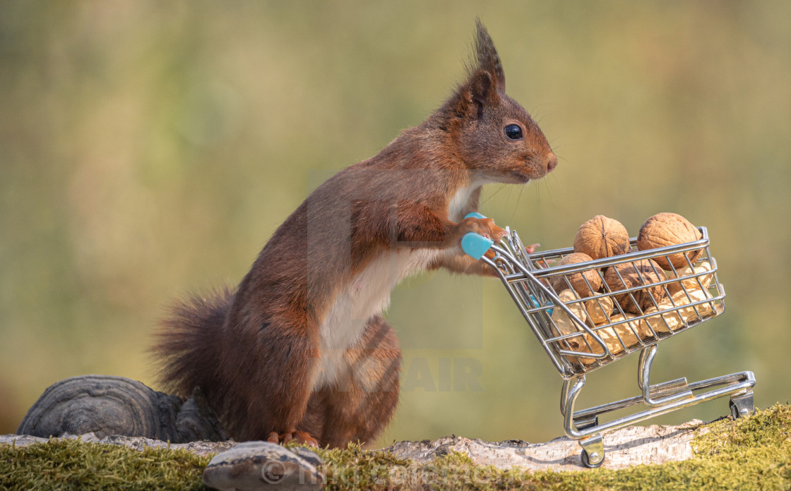 "Shopping Squirrel" stock image