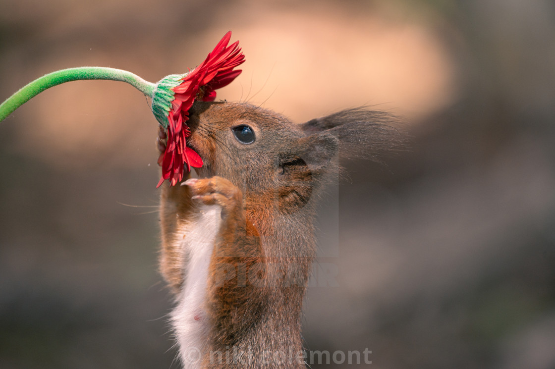 "Flower Power" stock image